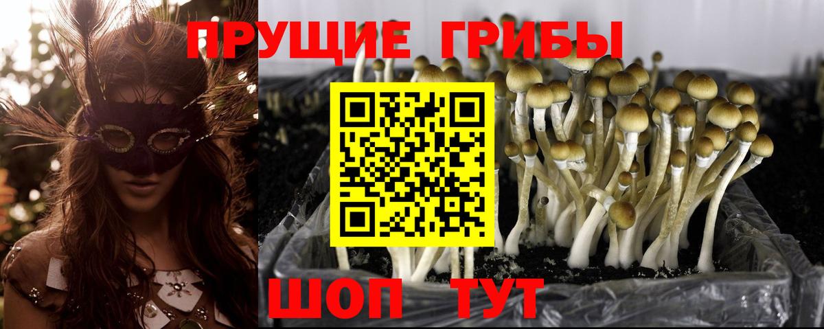 Вологда  Псилоцибиновые грибы GOLDEN TEACHER  Галлюциногенные грибы Magic Shrooms  Вход с VPN 